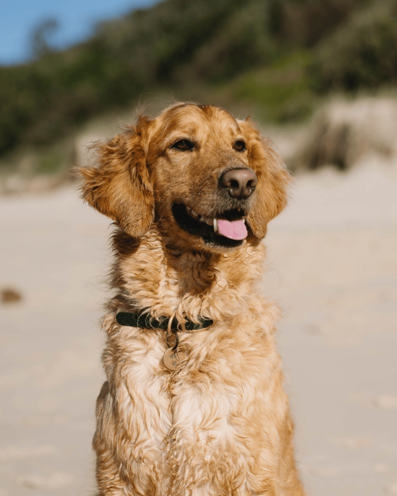 Fish' the Dog at Forster Tuncurry Dental & Implants